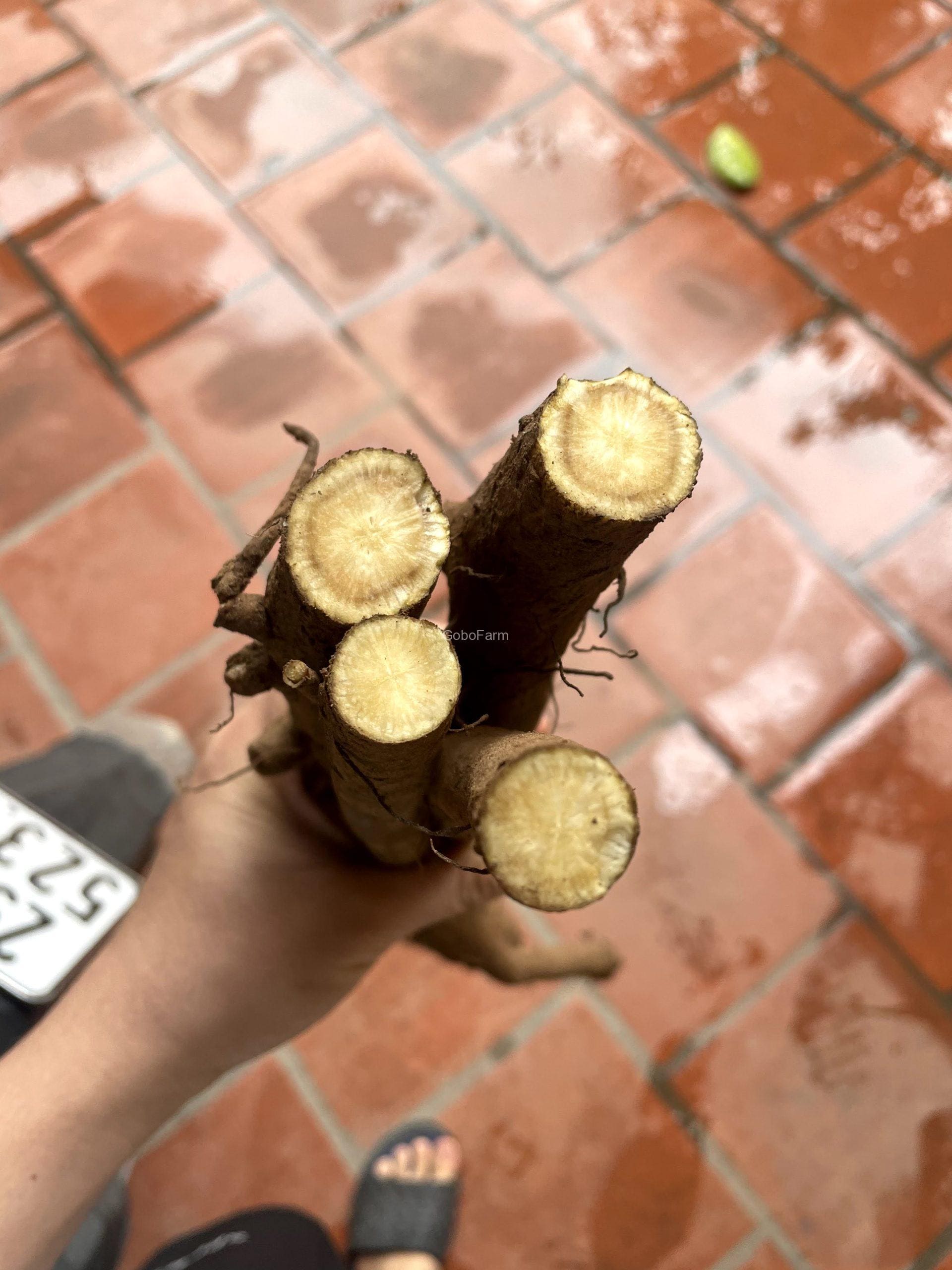 Củ Ngưu Bàng Tươi 11 Bên trong củ ngưu bàng