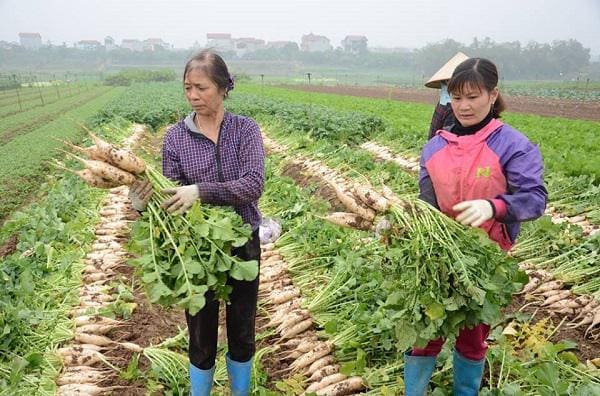 Lá Củ Cải Khô 5 cu-cai-thu-hoach