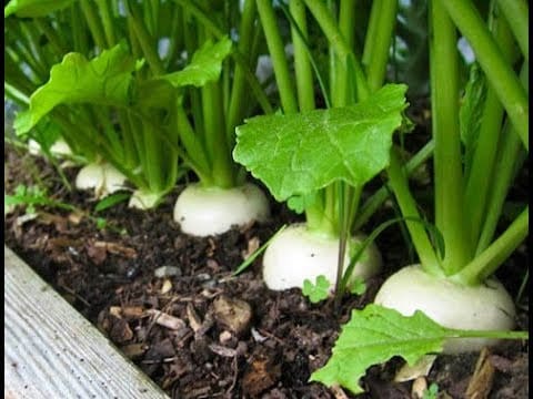 Lá Củ Cải Khô 4 Trồng củ cải trắng